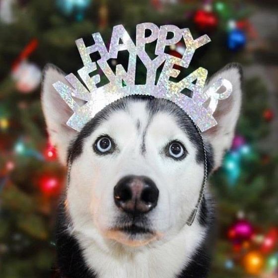 A husky dog wearing a happy new year headband