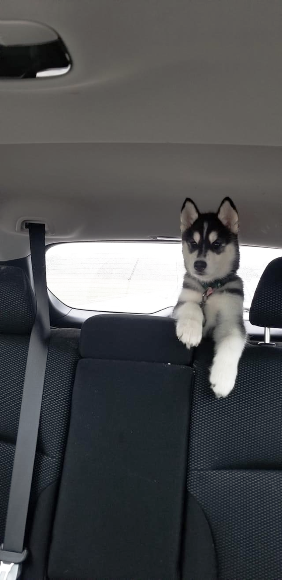 A husky puppy is sitting in the back seat of a car.