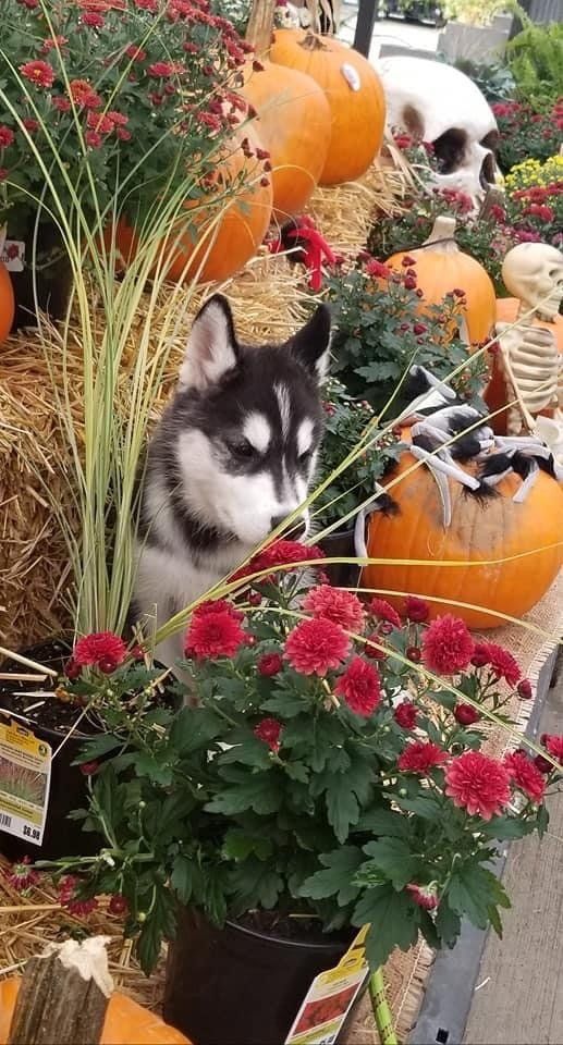 A husky dog is sitting in a potted plant surrounded by pumpkins and flowers.