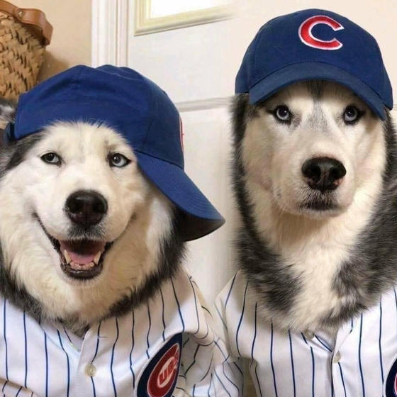 Two dogs wearing hats and striped shirts with the letter c on them
