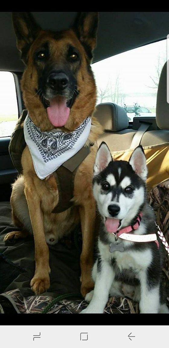 A german shepherd and a husky puppy are sitting in the back seat of a car.