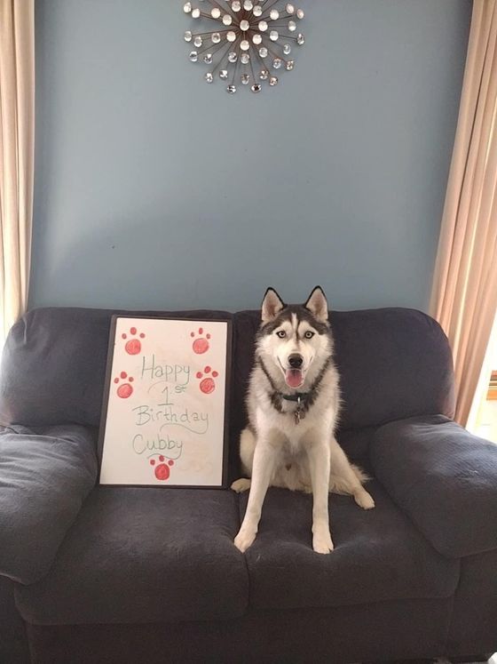 A husky dog is sitting on a couch next to a happy birthday sign.