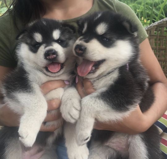 A woman is holding two husky puppies in her arms.