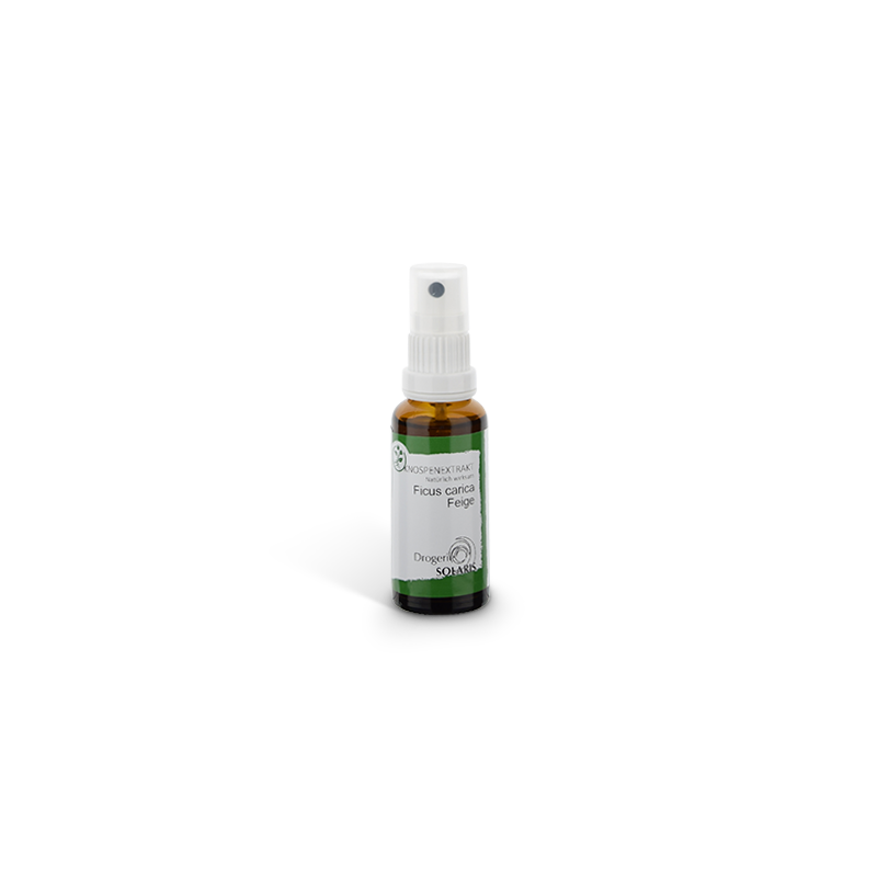 Knospenessenz Feige- Ficus car. 30ml