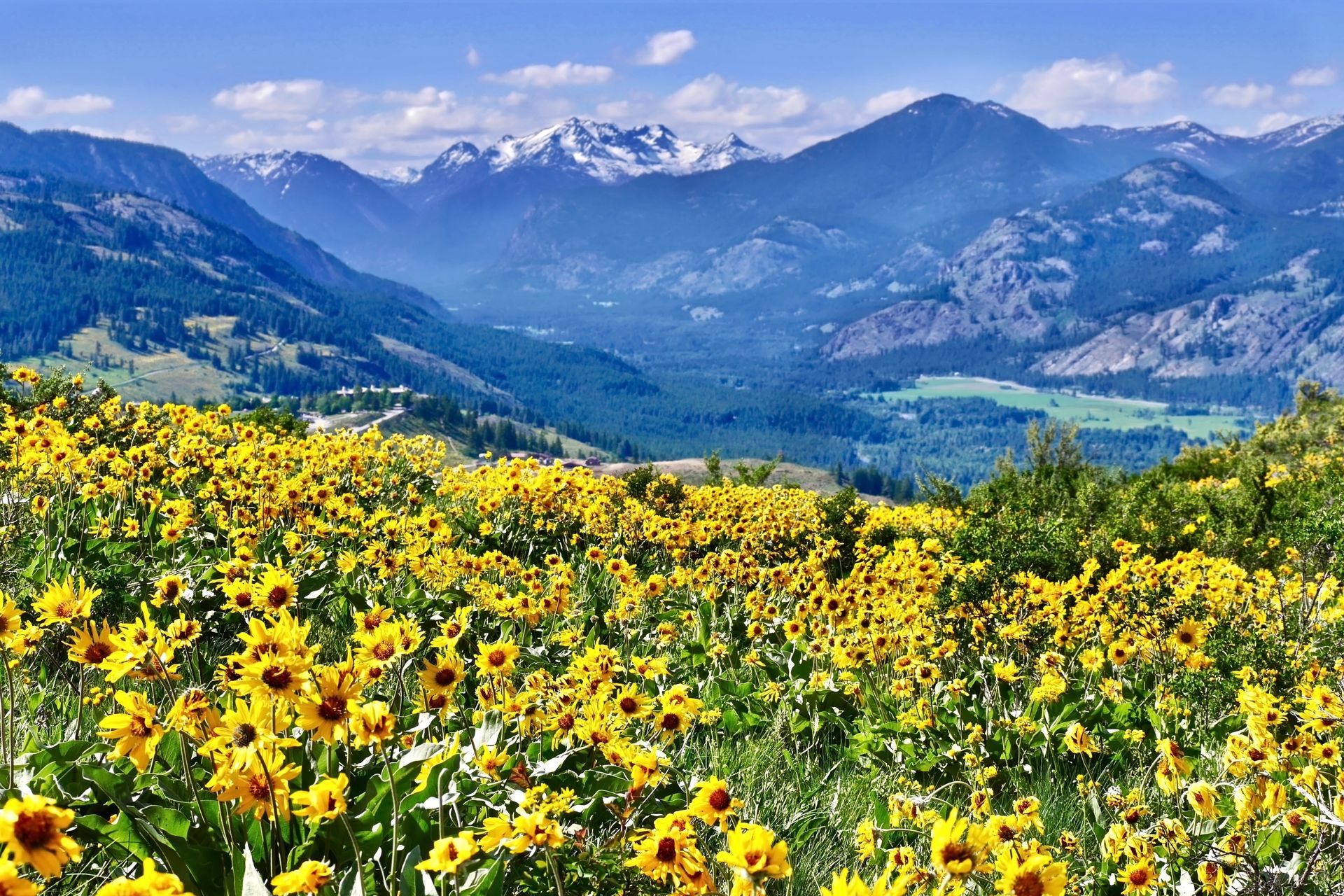 Yellow wildflowers bloom in foreground, mountain range in background under blue sky.
