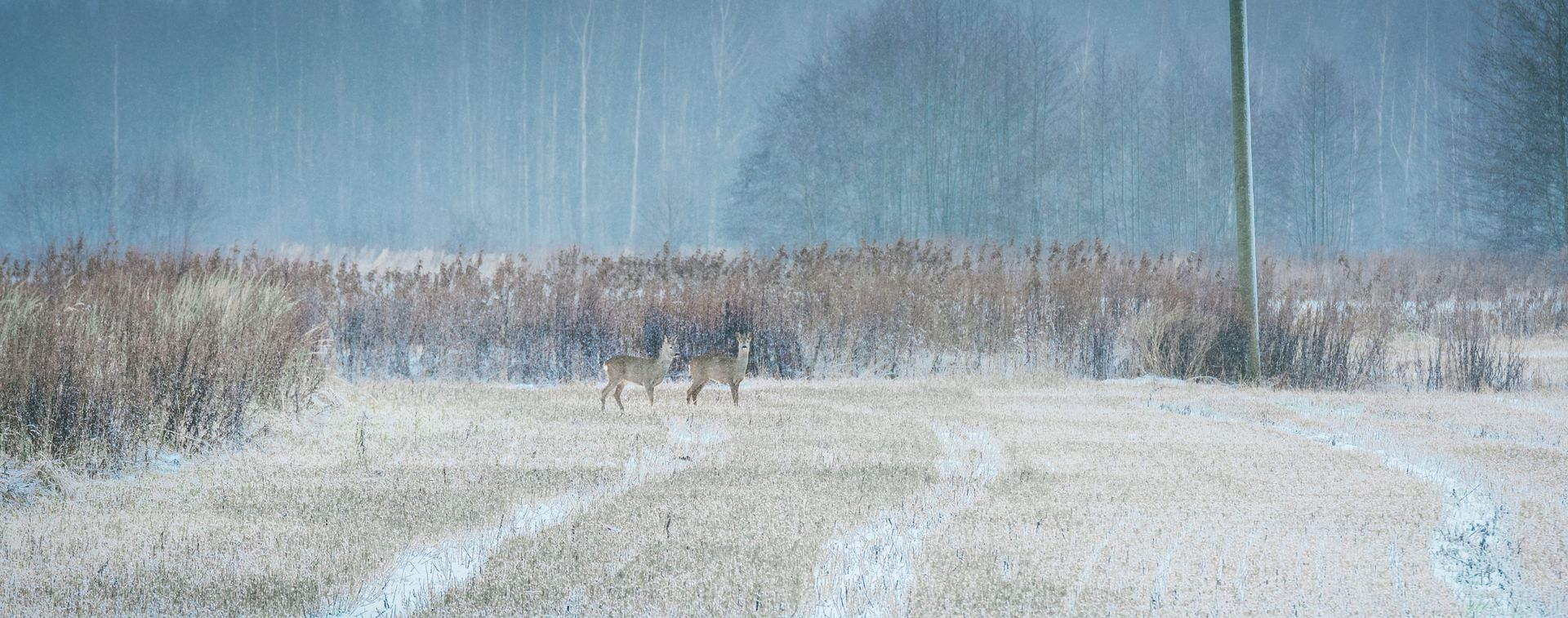 Two deer stand in a snow-covered field with tall, dried grasses under a grey, overcast sky.