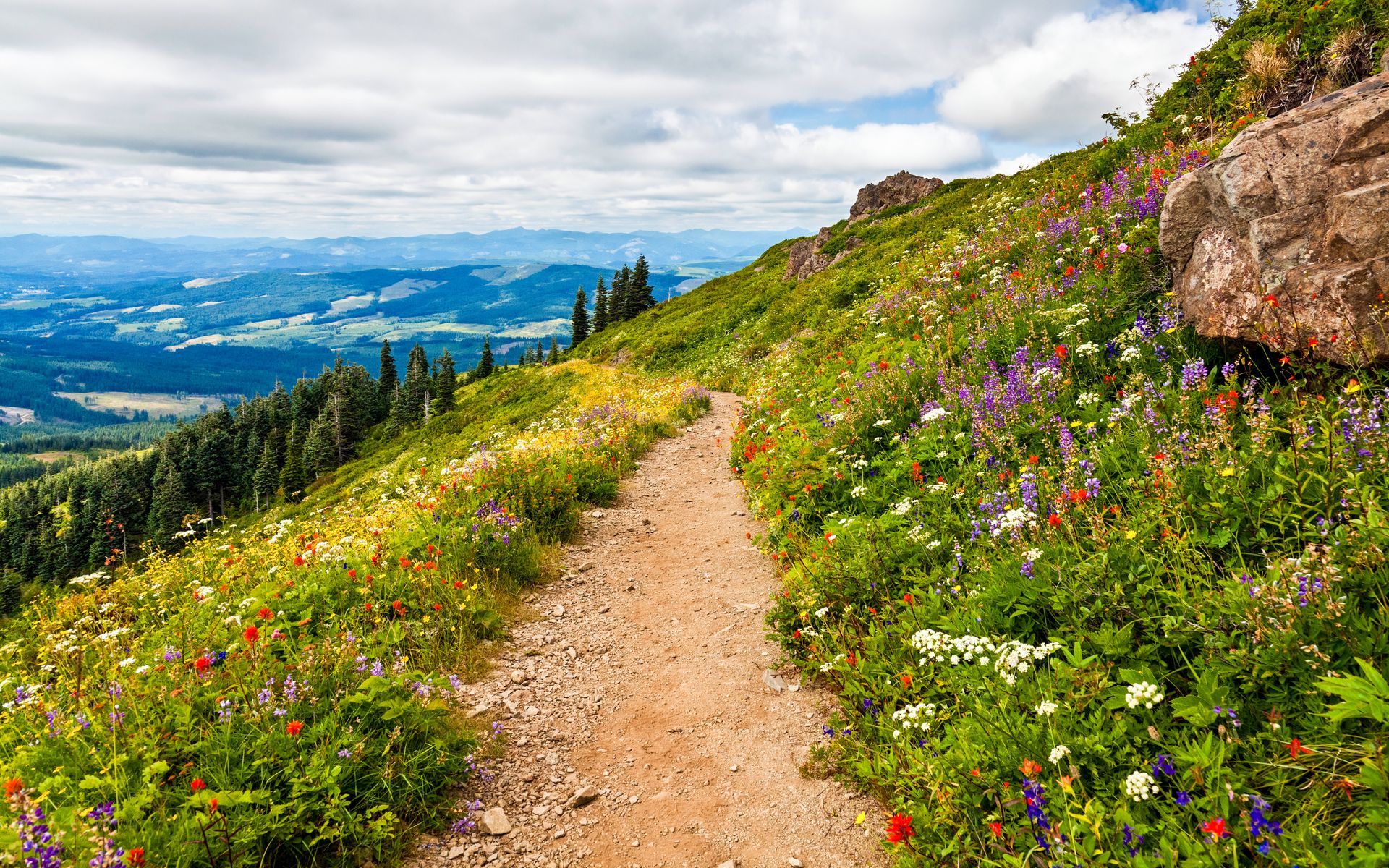 A dirt trail cuts through a mountainside vibrant with colorful wildflowers, overlooking a vast, scenic valley below.