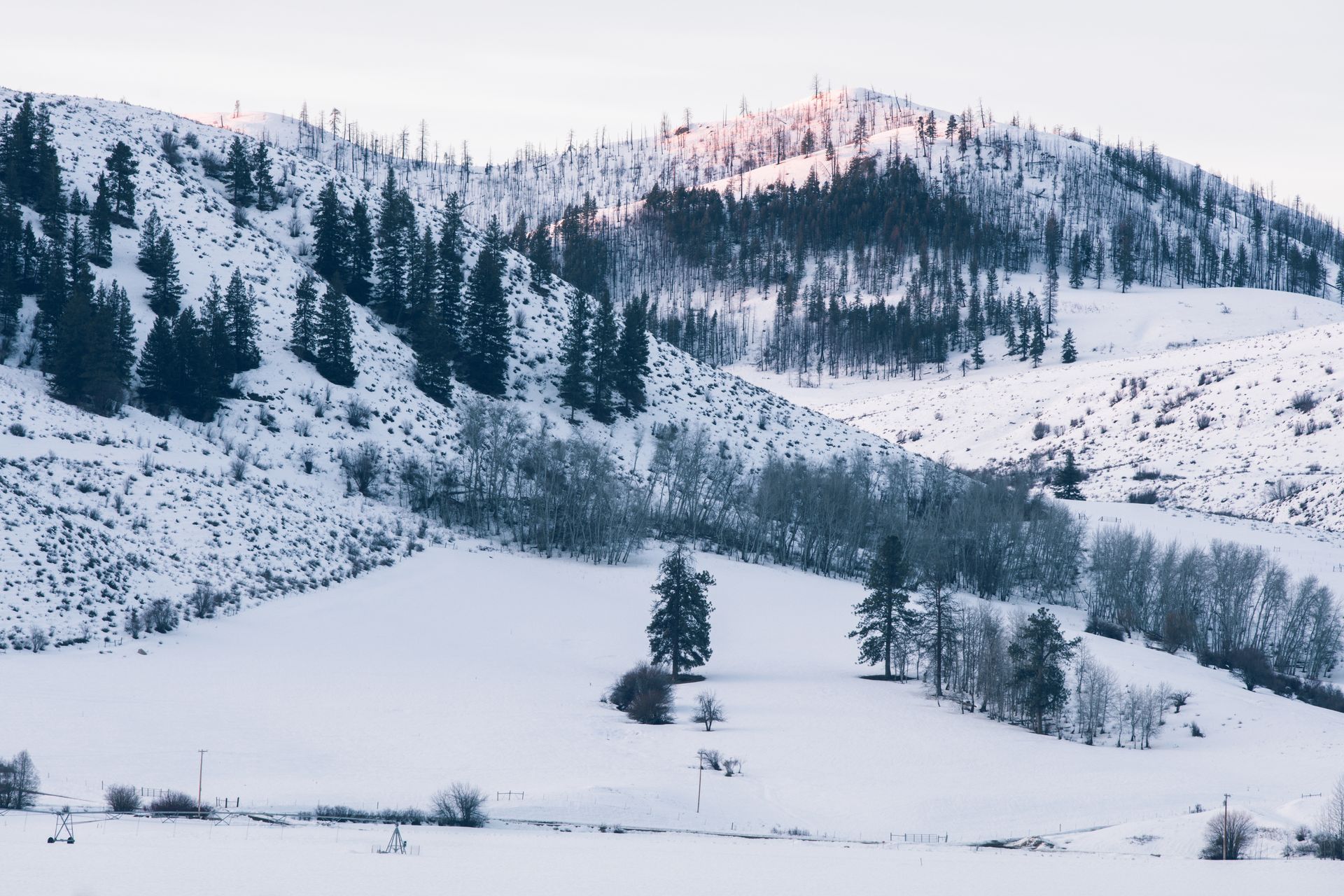 Snow-covered mountain range with scattered evergreen trees and a white landscape under a pale sky.