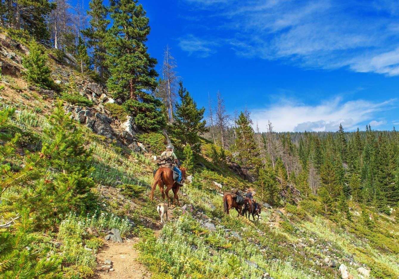 A man is riding a horse down a trail in the woods.