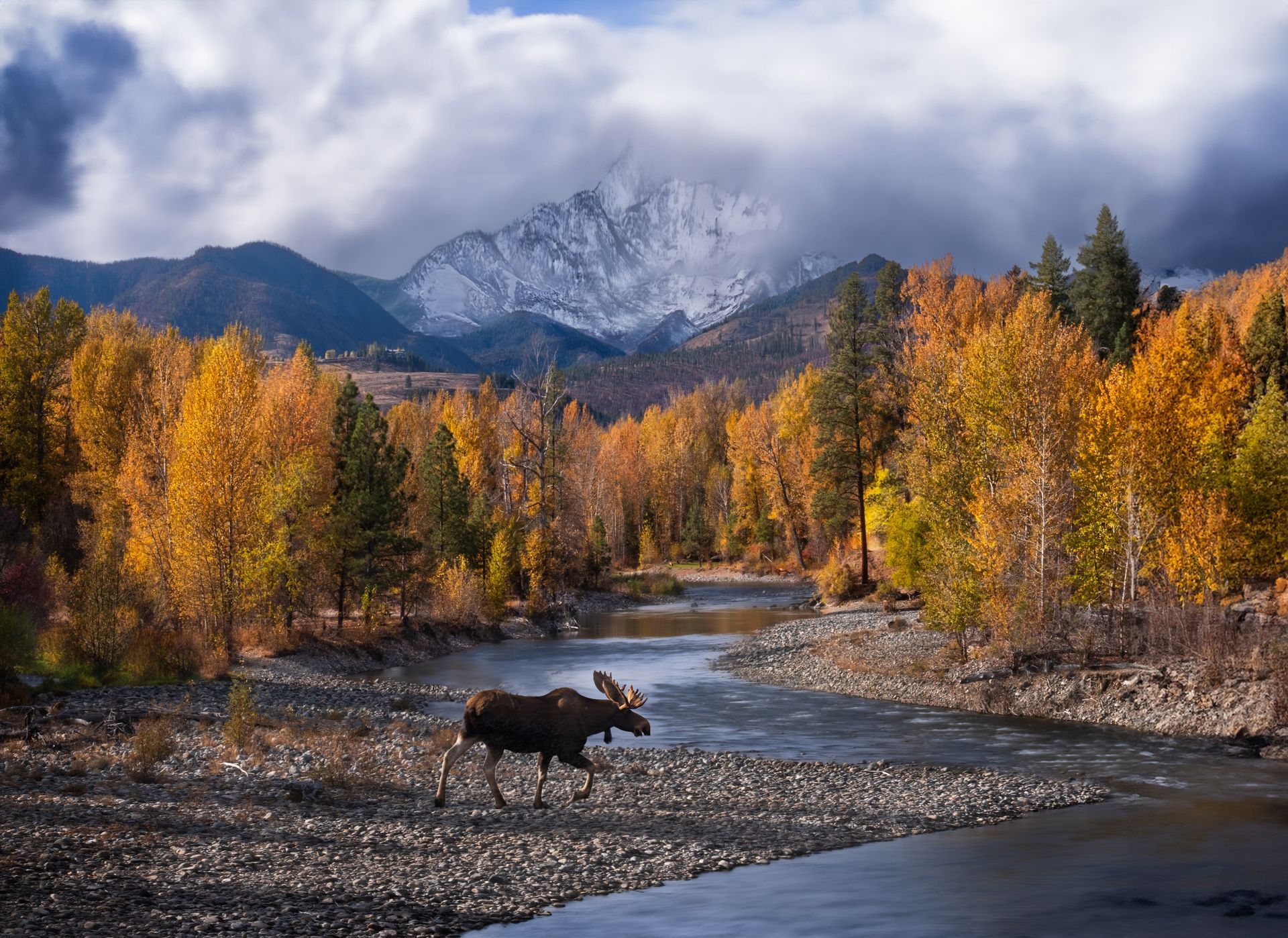 A moose walks along a rocky riverbank framed by golden autumn trees and a snow-capped mountain under a cloudy sky.