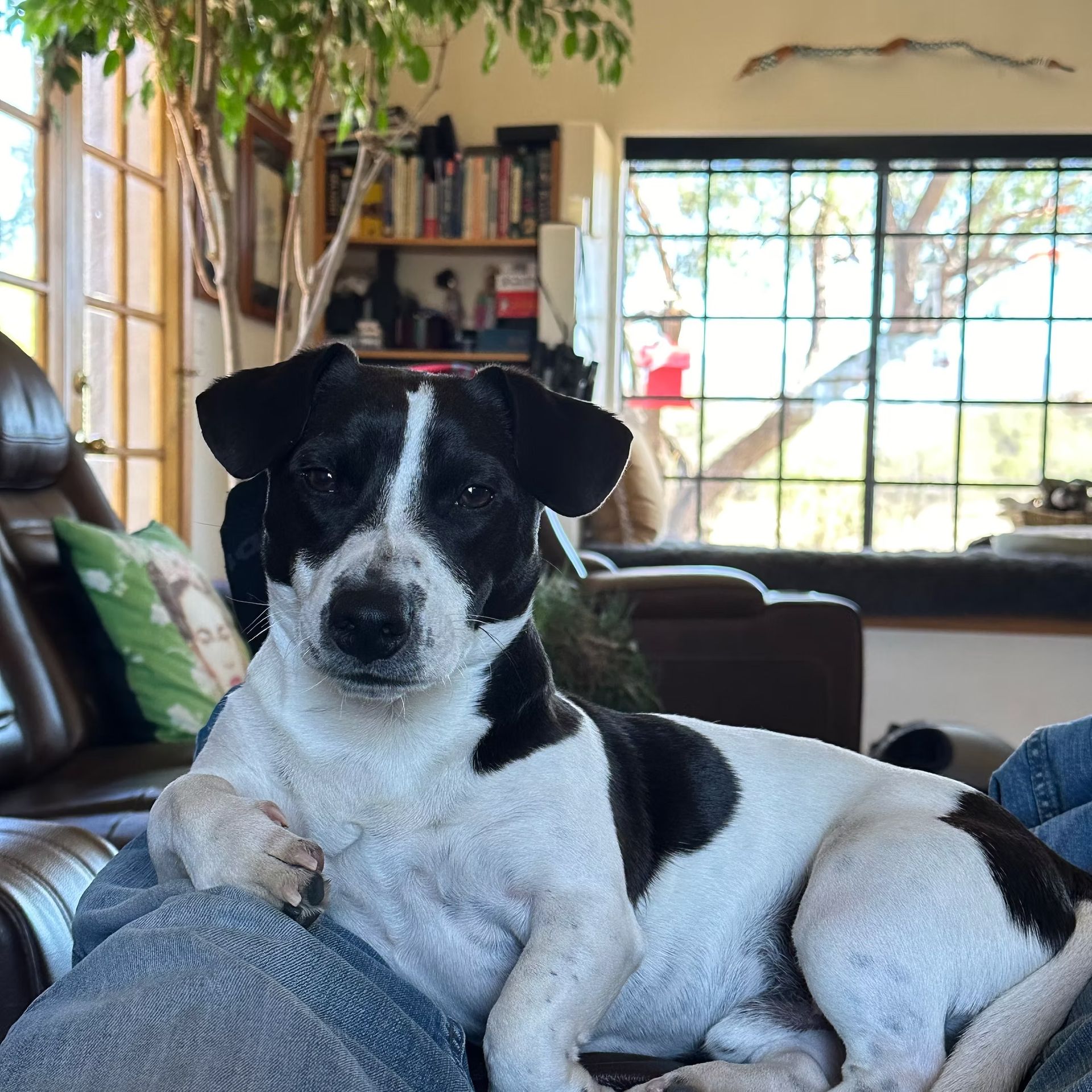 Black-and-white dog lounging on a couch in a bright living room