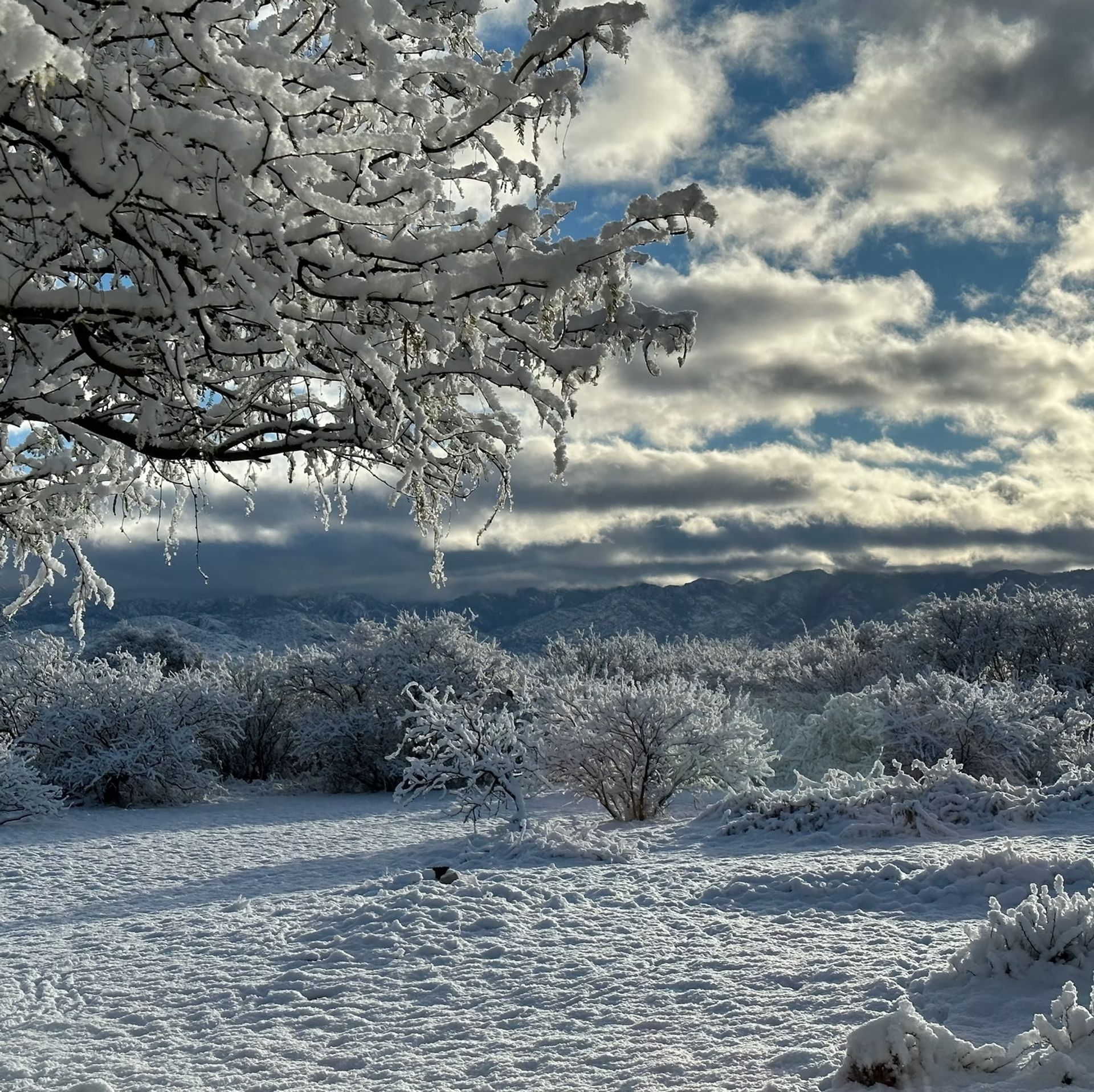 Snow-covered field with frosted trees under a cloudy winter sky and distant mountains