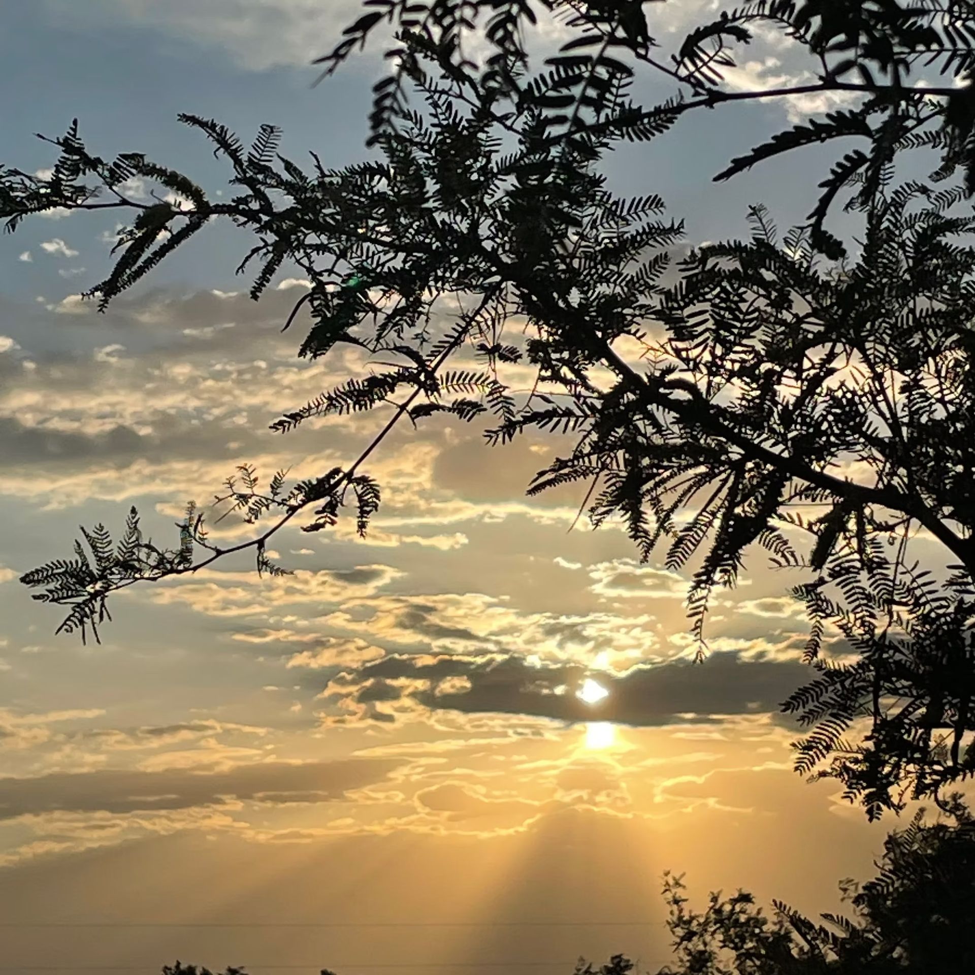 Sunset over a cloudy sky with golden rays, framed by silhouetted tree branches.