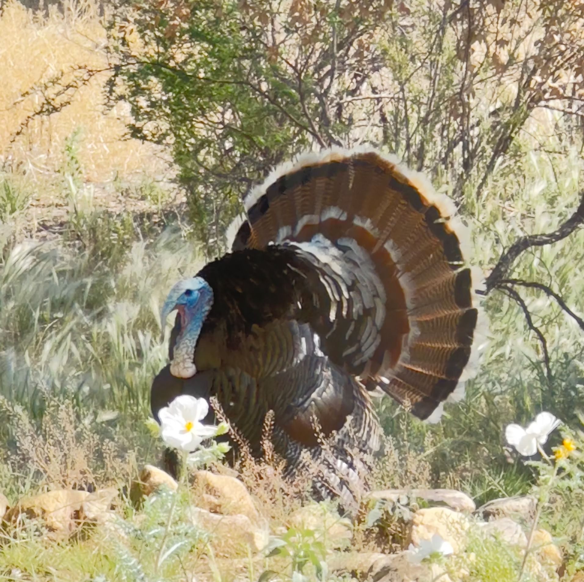 Wild turkey with fanned tail in tall grass, pecking at white wildflowers