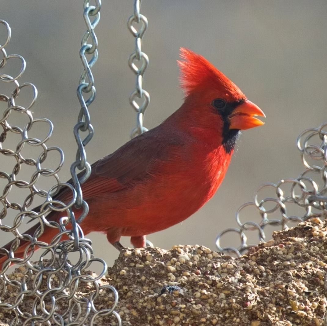 Red cardinal perched on a gravelly ledge beside hanging chain links.