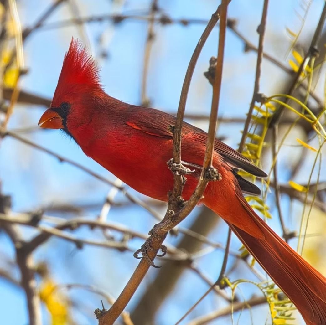 Bright red cardinal perched on tree branches against a blue sky