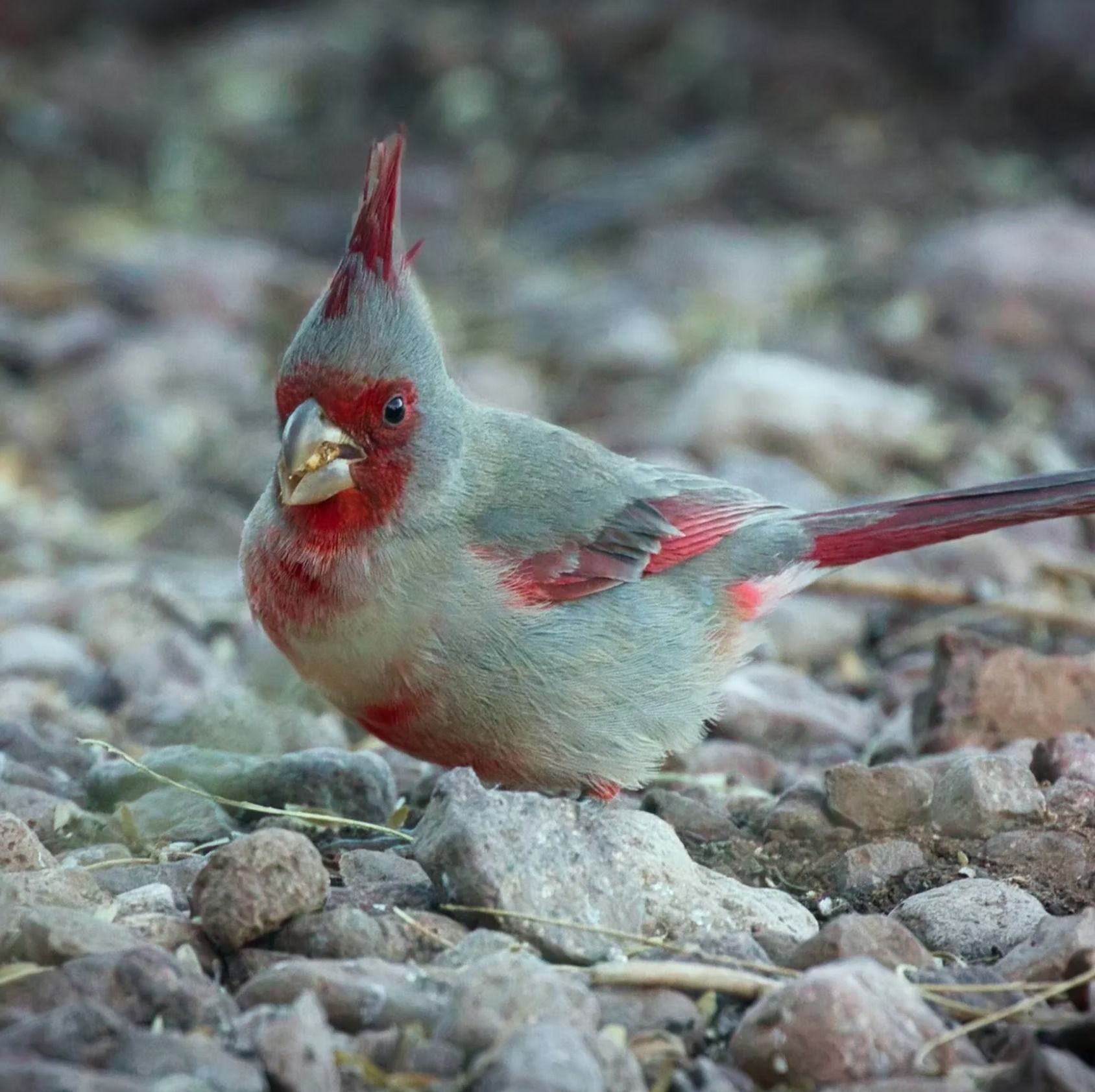 Small gray bird with red face and crest standing on rocky ground