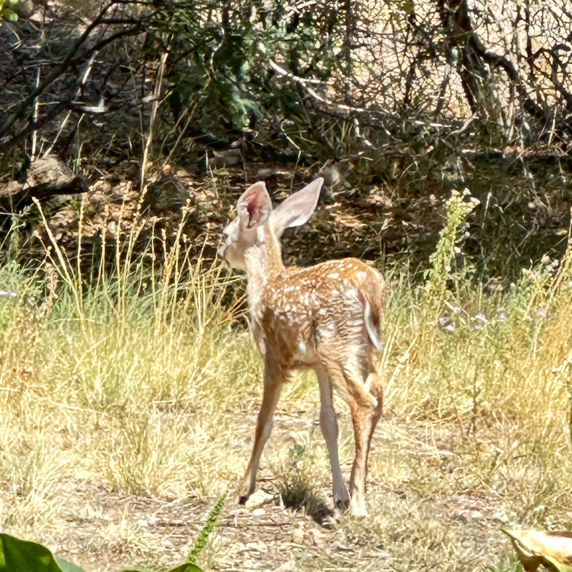 Young spotted deer standing in tall grass near brush, looking into the woods