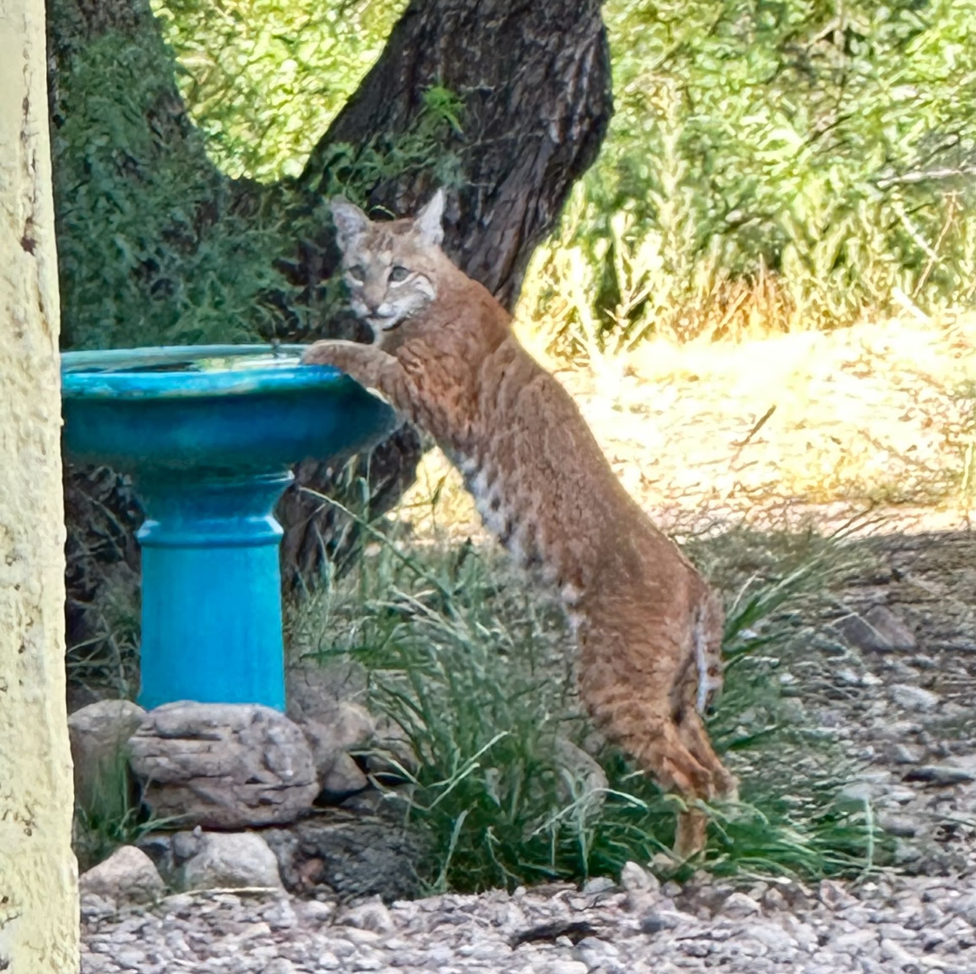 A bobcat standing on hind legs reaching for a blue birdbath in a grassy yard.