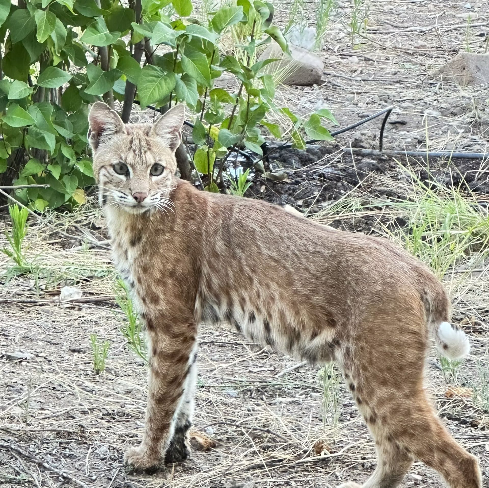 Bobcat standing on dirt near shrubs, looking toward the camera.
