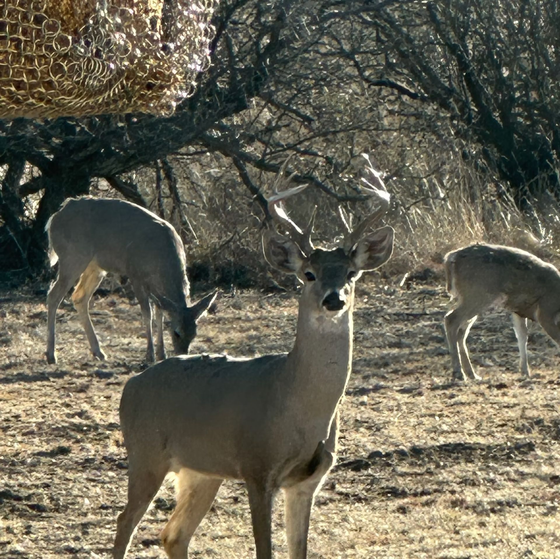 Three deer in a dry wooded area, one buck facing the camera in the foreground.