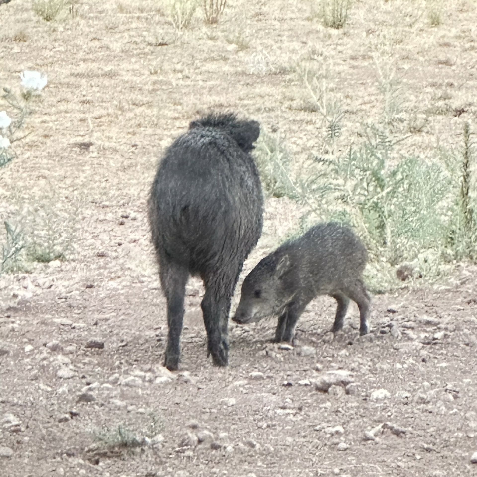 A wild boar and piglet sniffing the ground on a dirt path in a dry grassy area.