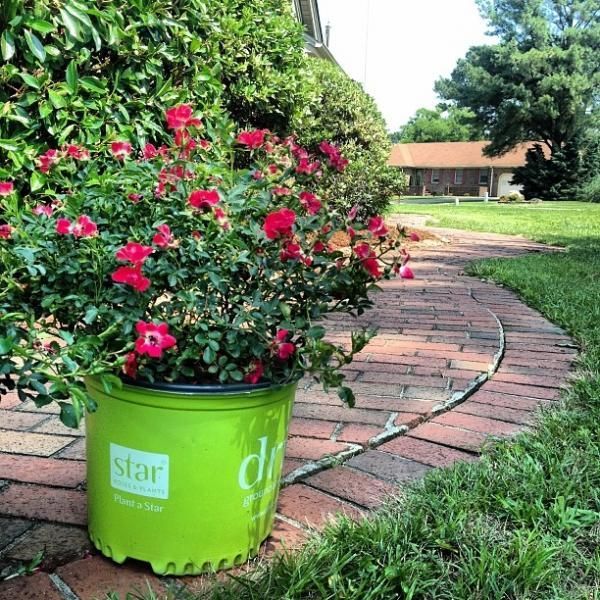 Pink flowers in a bright green pot beside a curved brick garden path