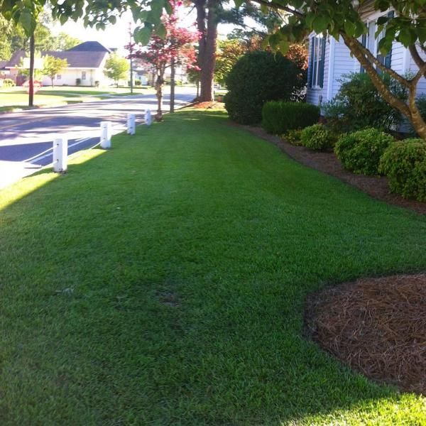 Suburban front lawn beside a sidewalk and white fence, with bushes and trees along a house.