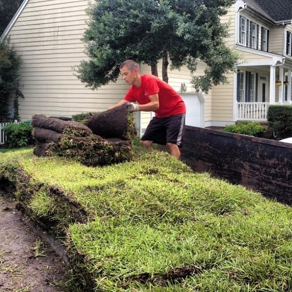 Person in a red shirt lifting rolled sod onto a lawn in front of a house