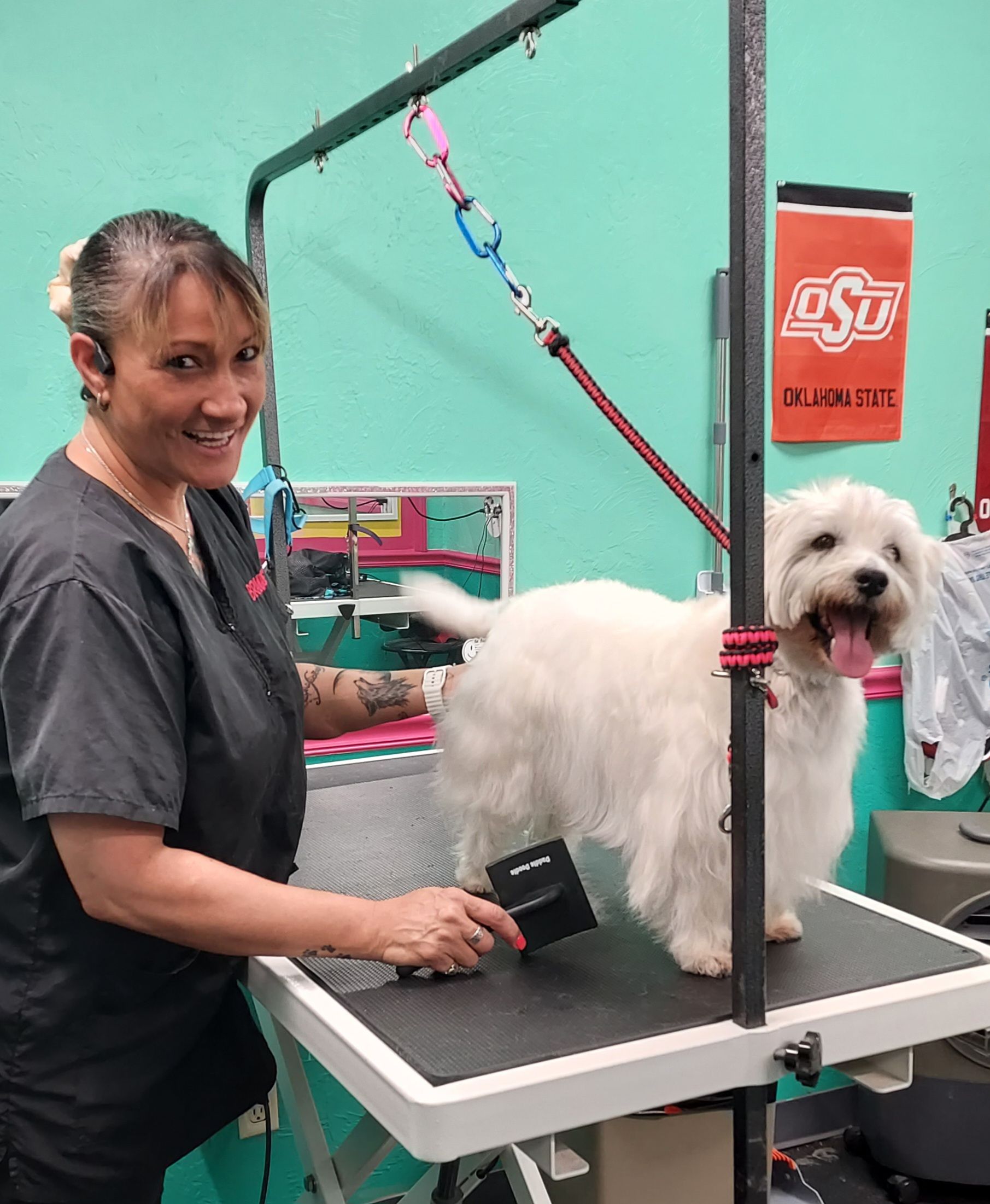 A man is cutting a poodle 's hair with scissors.