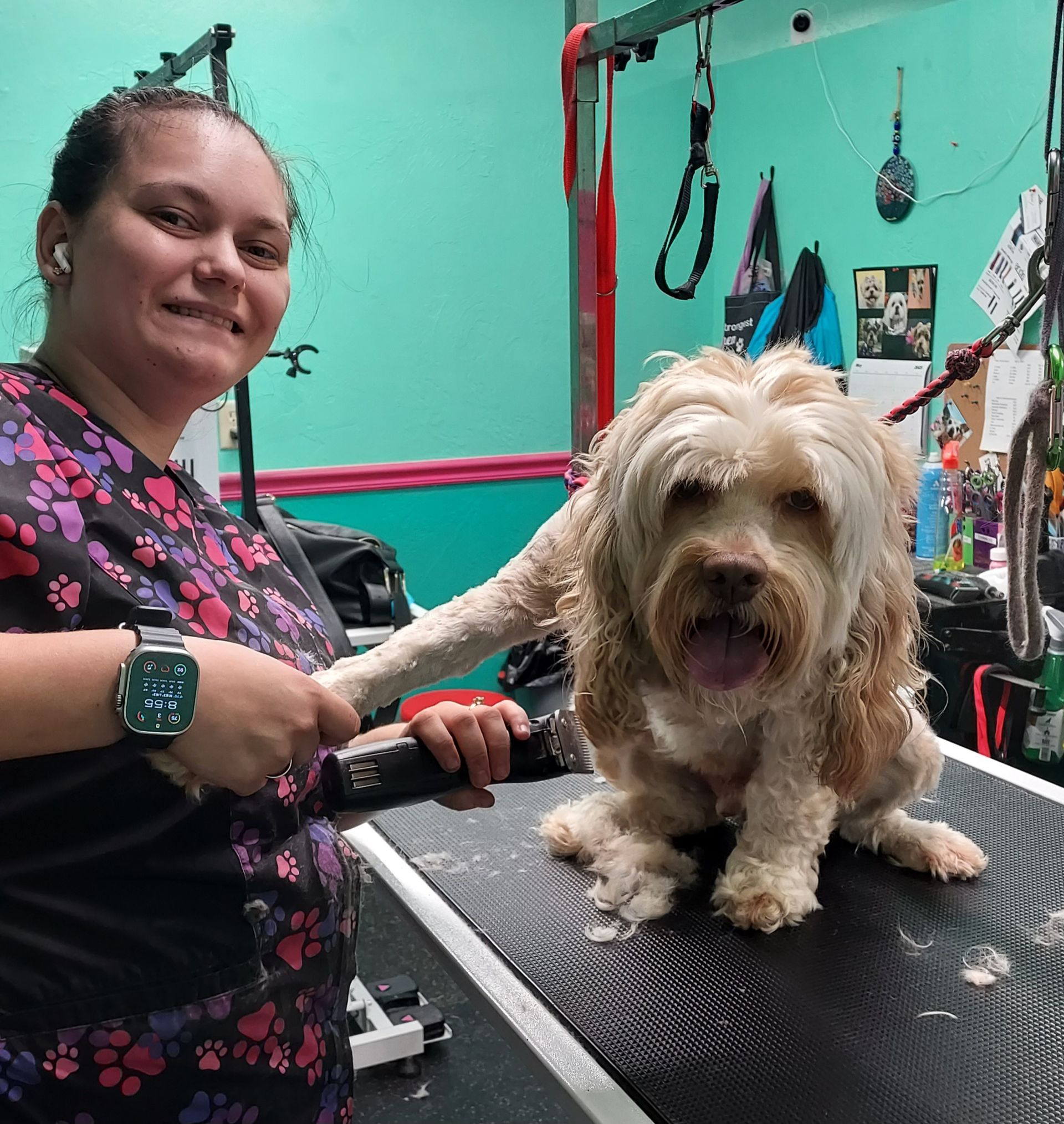 A woman is grooming a small brown and white dog