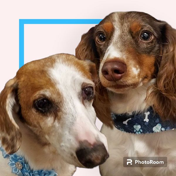 Two dachshunds wearing blue collars are standing next to each other