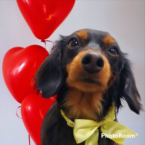 A dachshund wearing a yellow bow tie is surrounded by red heart shaped balloons