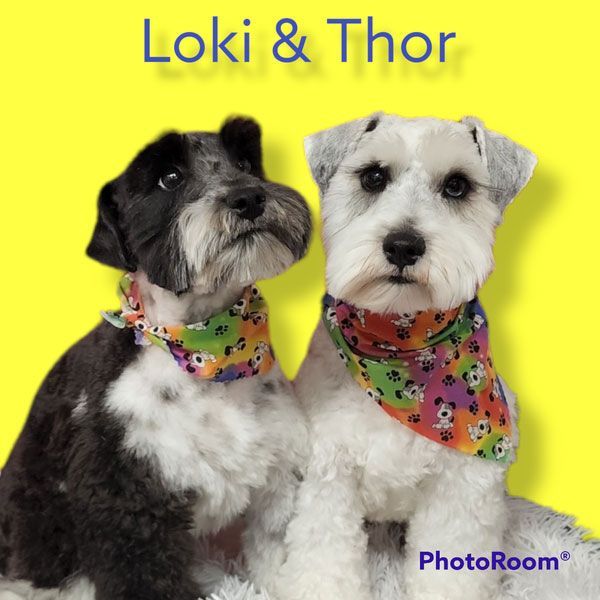 A picture of two dogs named loki and thor