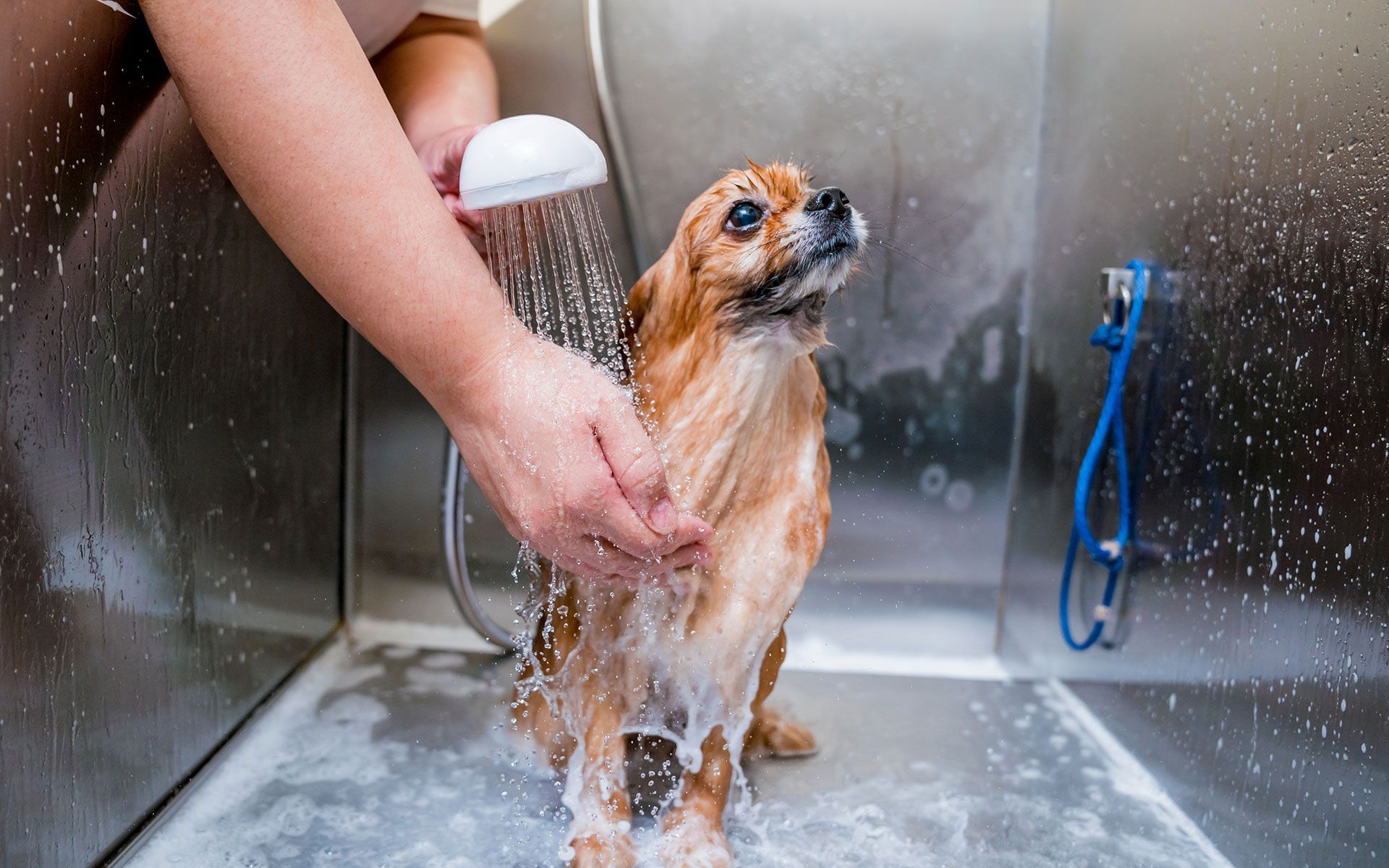 A person is washing a small dog in a bathtub.