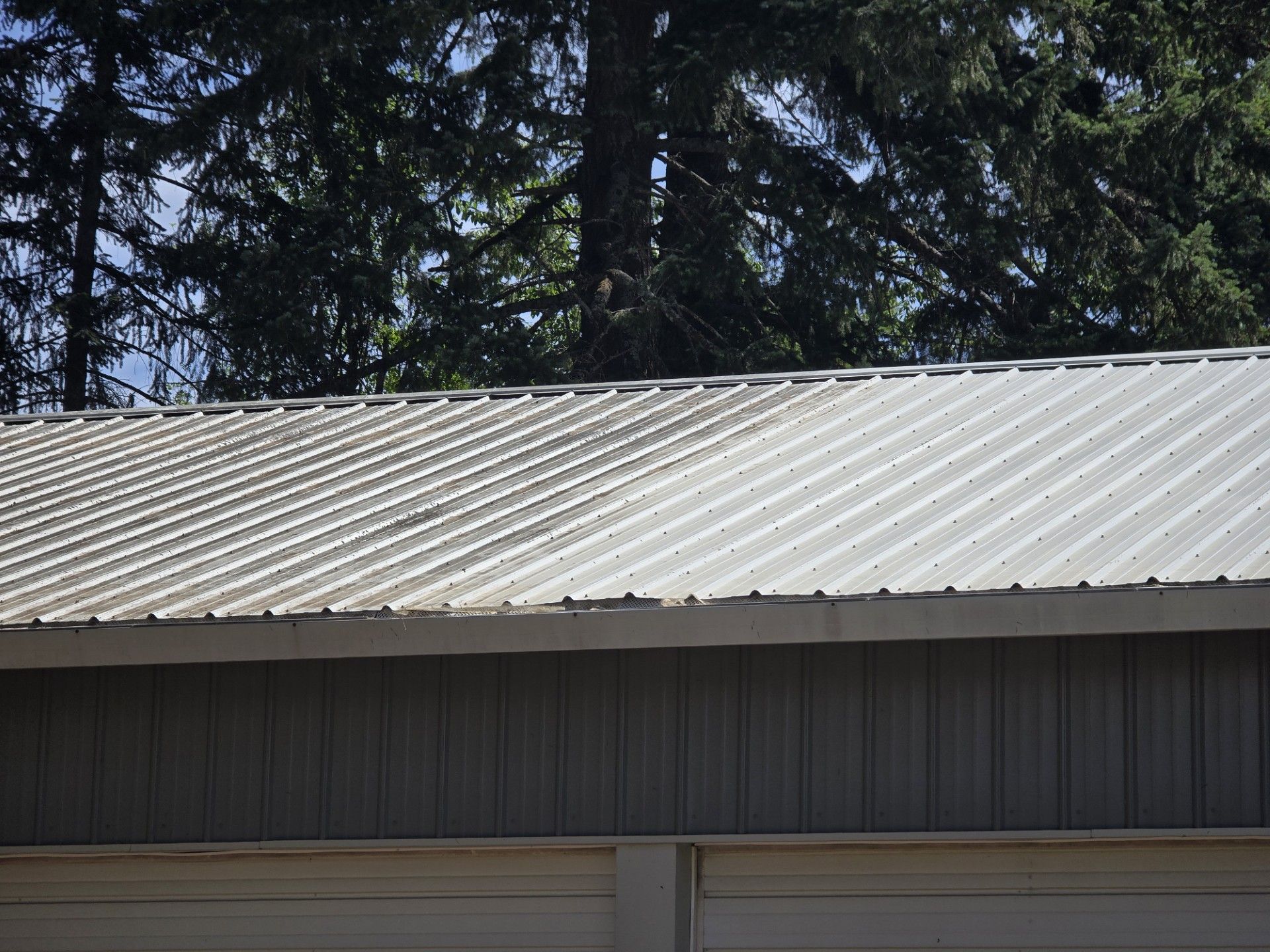 White corrugated metal roof on a building with tall trees in the background