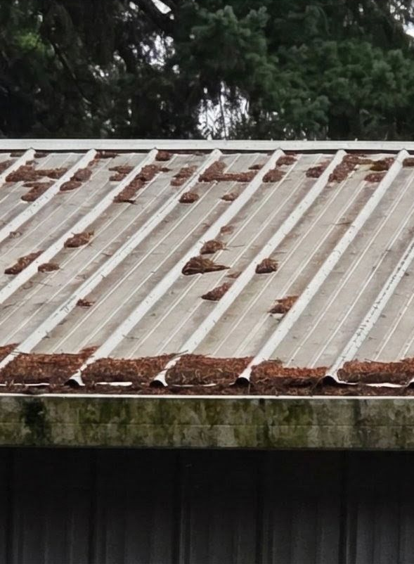 Rusty corrugated metal roof with trees in the background