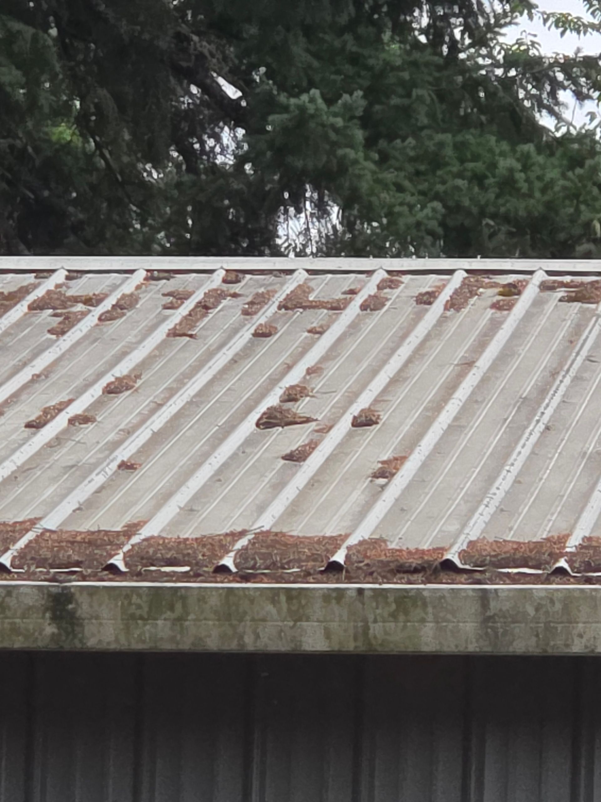 Weathered white metal roof with rust patches beneath dark green tree branches
