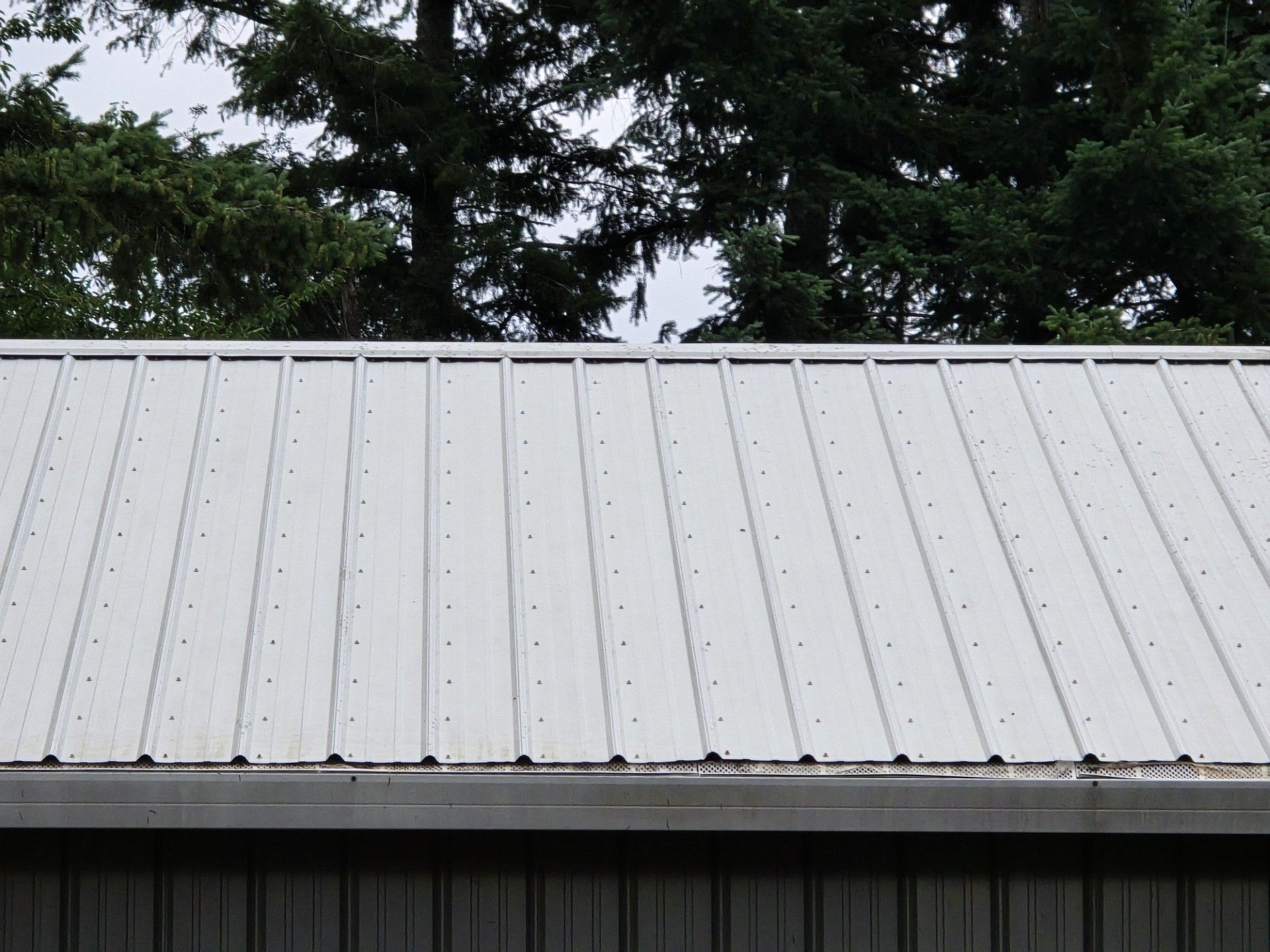 White metal roof with dark trim beneath tall evergreen trees