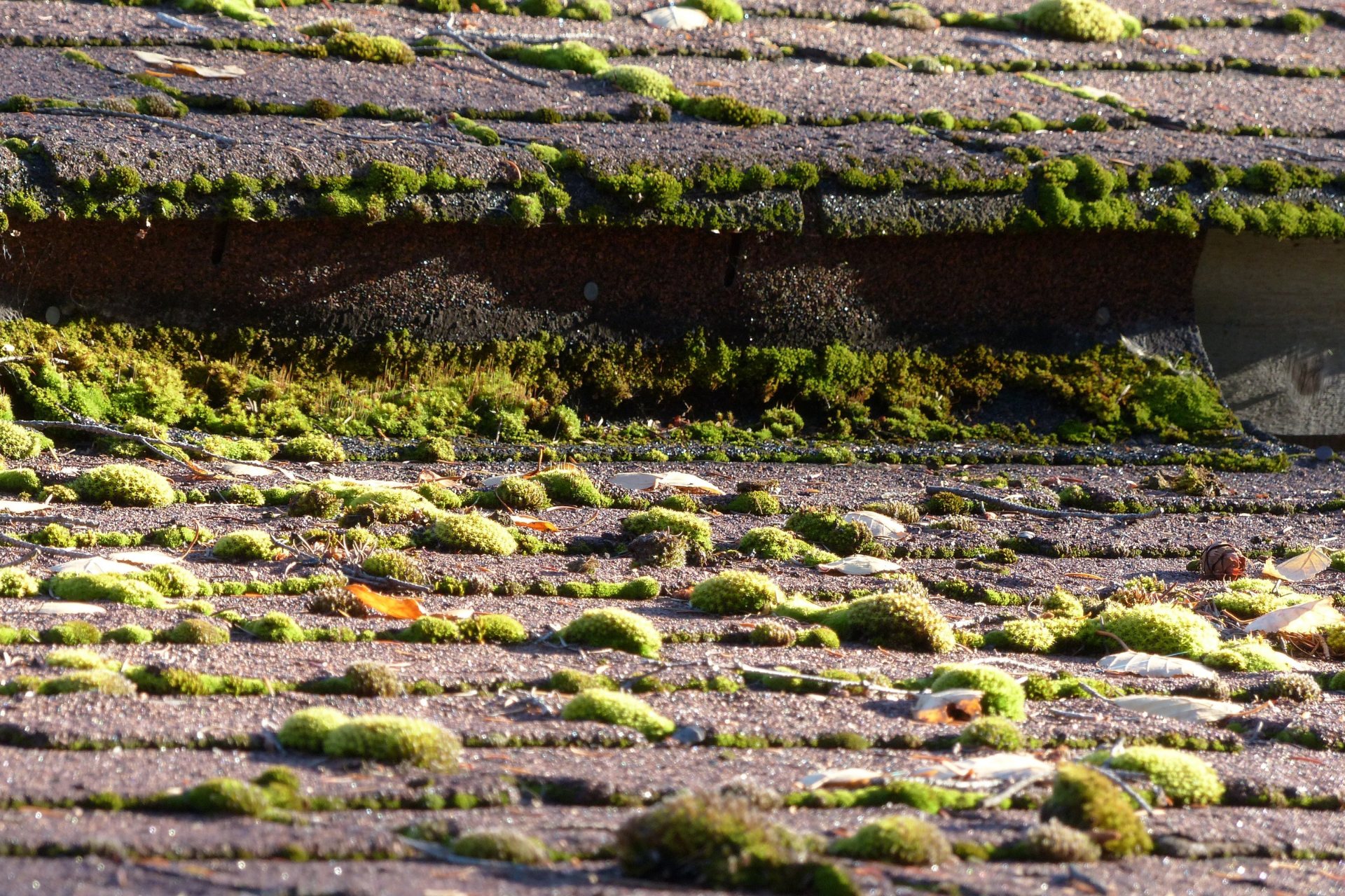 Moss-covered roof shingles with a ridge line and patches of lichen in green and brown tones