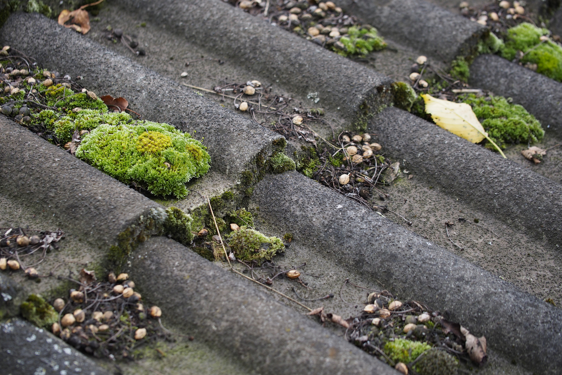 Moss growing on weathered gray roof tiles with small pebbles and fallen leaves