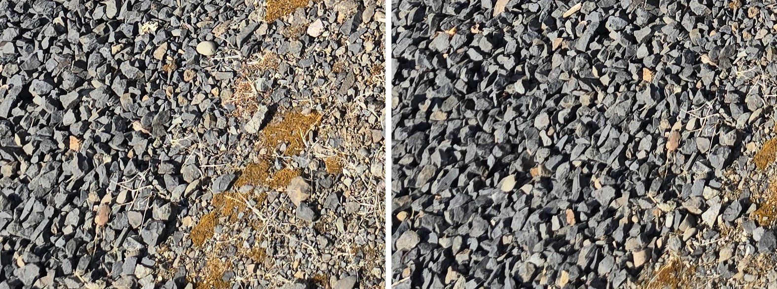 Untreated vs treated gravel, Oregon City yard