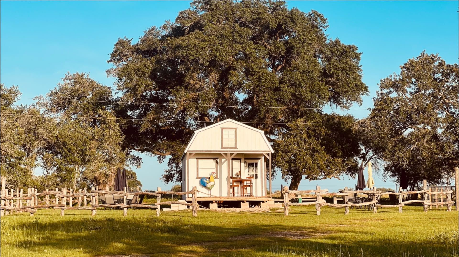 Small white cottage under a large tree in a sunny fenced field.