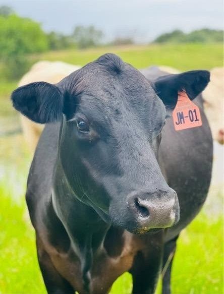 Black cow with ear tag standing in a green field