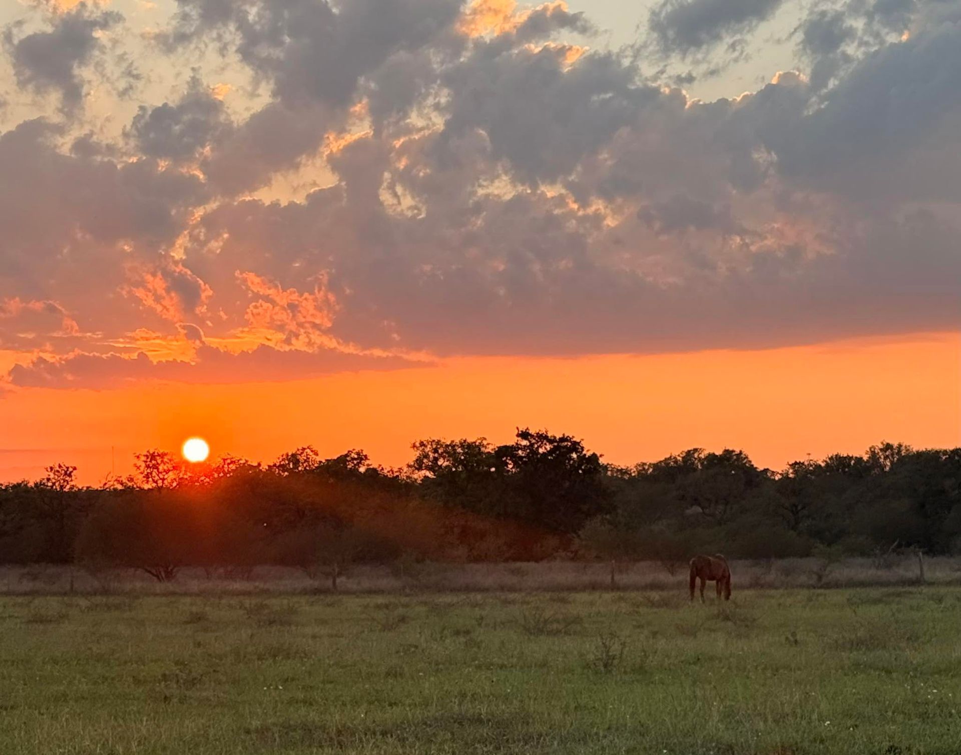 Orange sunset over grassy field with silhouetted trees and a grazing horse under cloudy sky