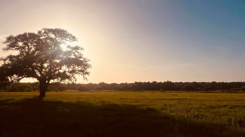 Sunlit lone tree in a grassy field at sunset with a warm sky