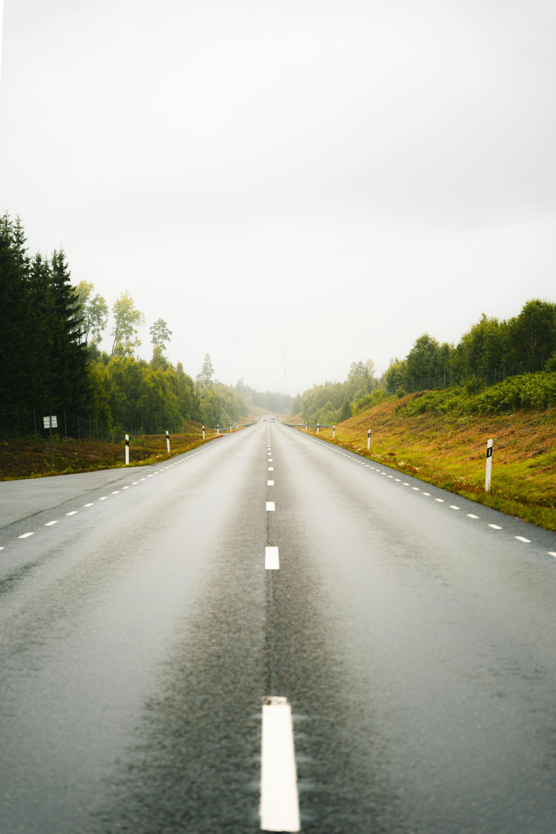 Empty wet road stretching into foggy forest under an overcast sky