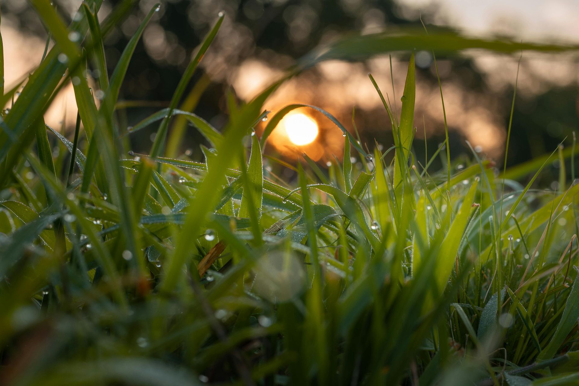 Sunlit dewdrops on green grass at sunrise, with a blurred orange glow in the background