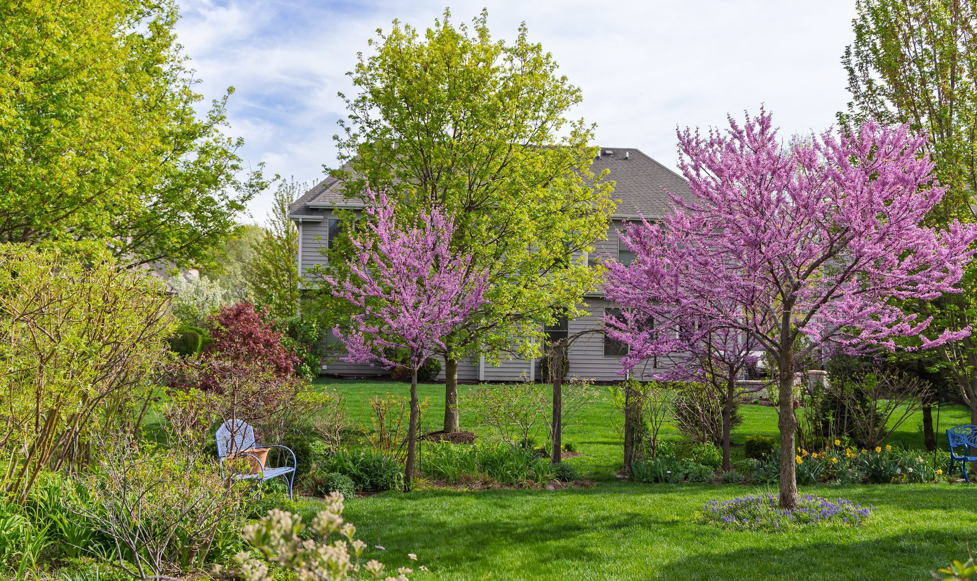 Two beautiful Eastern Redbud trees Two beautiful Eastern Redbud trees