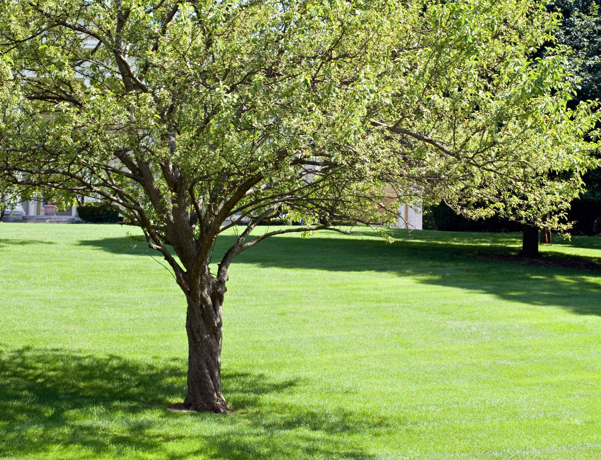 Crab Apple Tree in Summer Crab Apple Tree in Summer